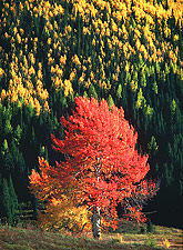 Aspen Forest, Autumn. Colorado. Color photograph