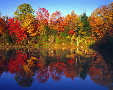 Autumn Coloring on Autumn Trees  Connecticut   Color Photograph  Radeka Photography