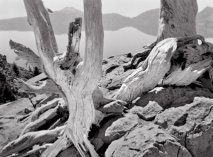 Black And White Pics Of Trees. Black and white photograph