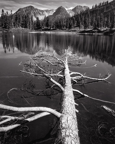Fallen Tree, Watson Lake.. North Cascades National Park, Washington