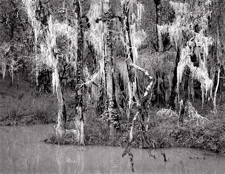 Moss and Pond, Oregon. Black and white photograph
