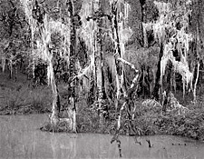 Moss and Pond, Oregon. Black and white photograph