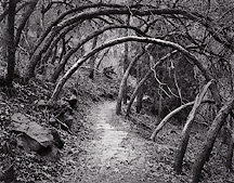 Oak Forest Trail, Zion National Park, Utah. Black and white photograph