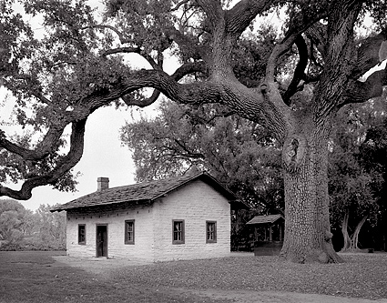 Oak Tree, Ide Adobe, California. Black and white photograph