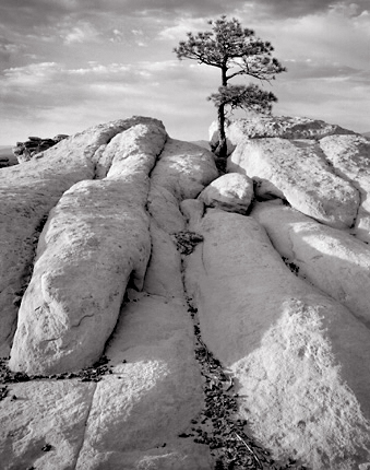 Pinyon Pine and Sandstone, 2004. Near Grant, New Mexico.. Limited edition black and white photograph