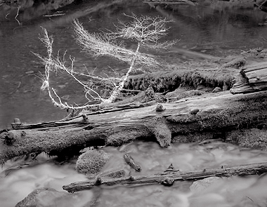 Pool at Proxy Falls, Oregon. Black and white photograph