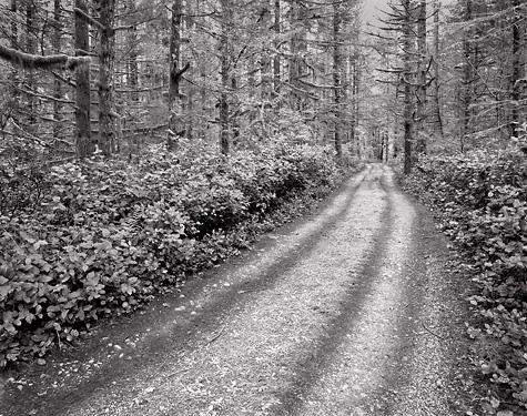 Road, Rain Forest. North Cascades Foothills, Washington. Limited edition black and white photograph