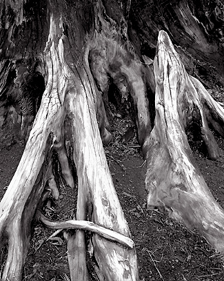 Stump Detail, Washington. Black and white photograph