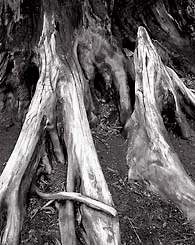 Stump Detail, Washington. Black and white photograph