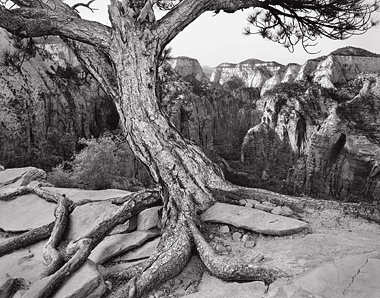 Ponderosa Pine, Angels Landing, Utah. Black and white photograph