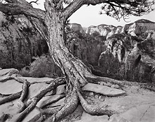 Ponderosa Pine, Angels Landing, Utah. Black and white photograph