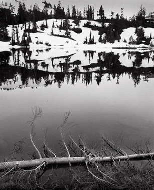 Branches and Lake, Washington. Black and white photograph