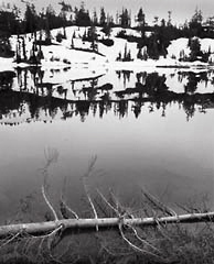 Branches and Lake, Washington. Black and white photograph