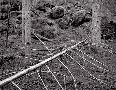 Fallen Branches, Oregon. Black and white photograph