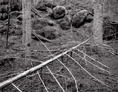 Fallen Branches, Oregon. Black and white photograph