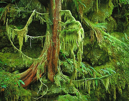 Mossy Tree, Sulfur Creek. Mt. Baker National Forest, Washington