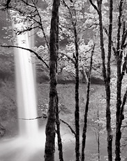 South Falls and Trees, Oregon. Black and white photograph