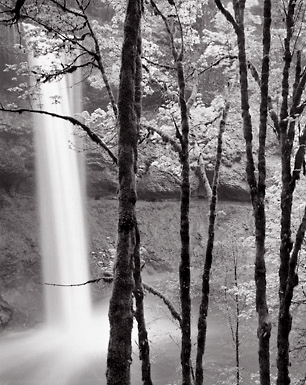 South Falls and Trees, Oregon. Black and white photograph