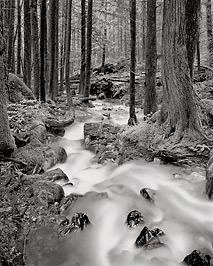 Stream Through Forest, Washington. Black and white photograph
