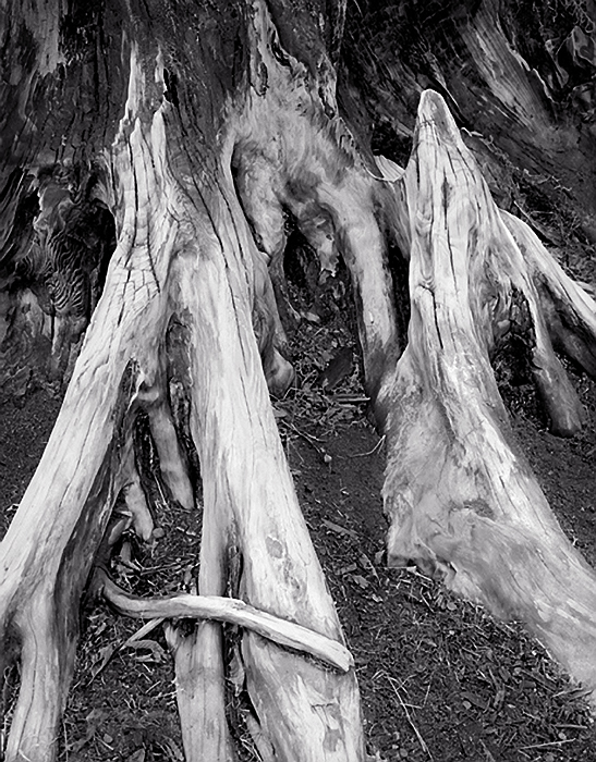 Stump Detail, 1980. Mt. Baker National Forest, Washington