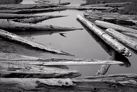 Logs and Pond, 2005. Sequim, Washington