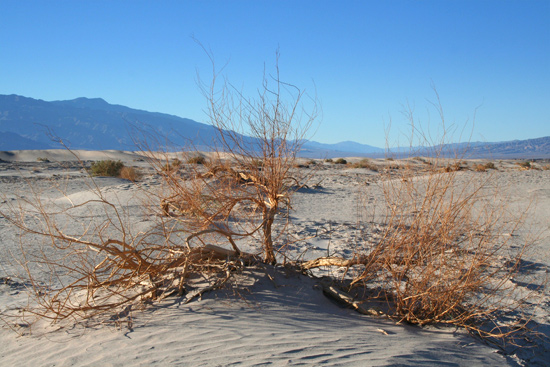 Mesquite-Bush-and-Sand-Dunes