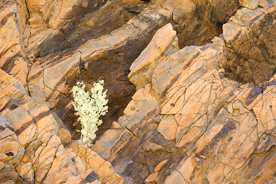 Death-Valley-Desert-Holly-and-Rock-Forms