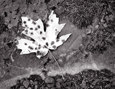 Autumn Leaf and Moss, Washington. Black and white photograph