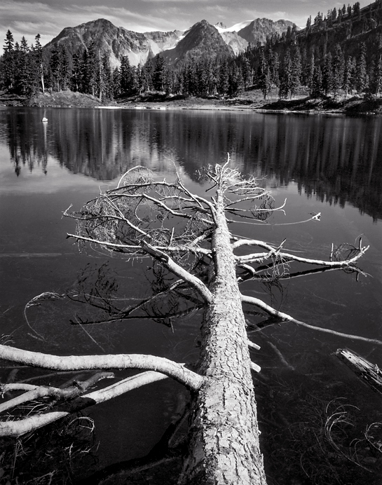 Fallen Tree, Watson Lake