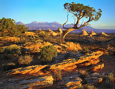 Juniper At Sunset, 1997. Arches National Park, Utah. Color Photograph