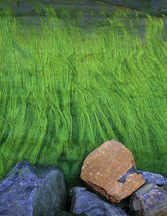 Moss and Boulders