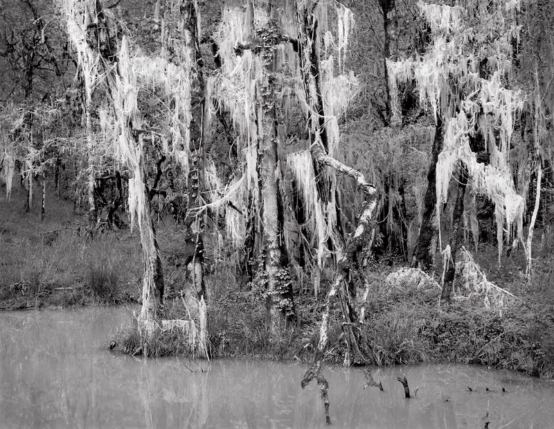 Moss and Pond, 1999. Near Oakland, Oregon