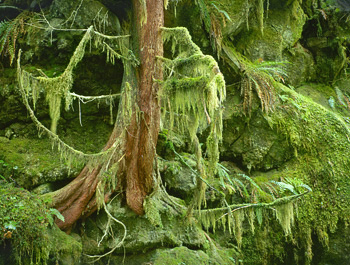 Mossy Tree, Sulfur Creek, 1992. Mt. Baker National Forest, Washington