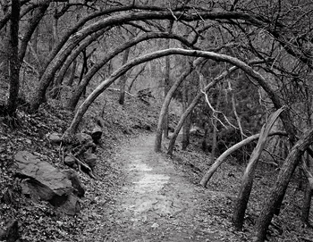 Oak Forest Trail, Zion National Park