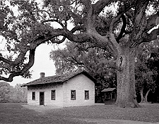 Oak Tree, Ide Adobe, California. Black and white photograph