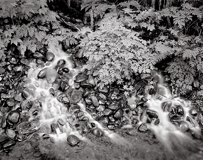 Pebbles and Stream, Washington. Black and white photograph