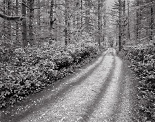 Road, Rain Forest. North Cascades Foothills, Washington.