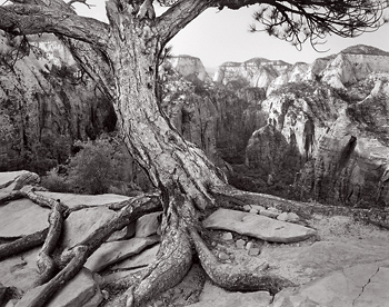 Ponderosa Pine, Angels Landing, Zion