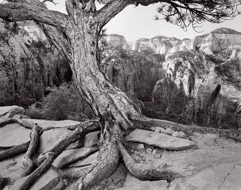Ponderosa Pine, Angels Landing, Utah. Black and white photograph