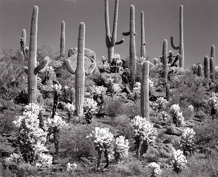 Cactus Forest, Arizona. Black and white photograph