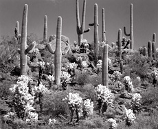 Cactus Forest, Arizona. Black and white photograph