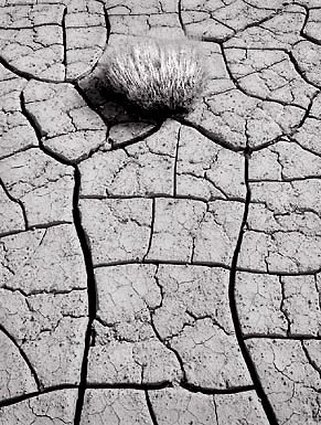 Cracked Mud and Bush, Death Valley. Black and white photograph