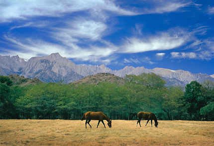 Horses and Mt. Whitney. Lone Pine, California. Color Photograph