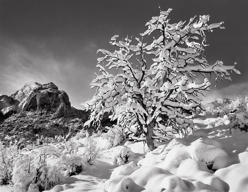 Trailside, First Snow, 1975. Capitol Reef National Park, UT