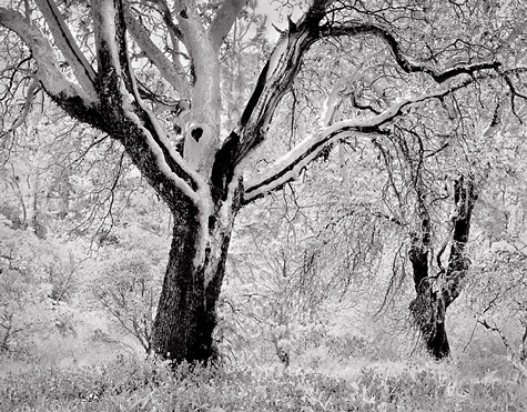 Manzanita Trees, 1990. Jacksonville, Oregon