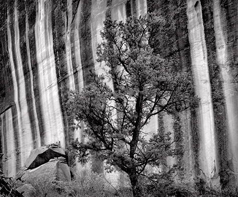 Pinyon Pine and Cliff, 1985. Capitol Reef National Park, Utah