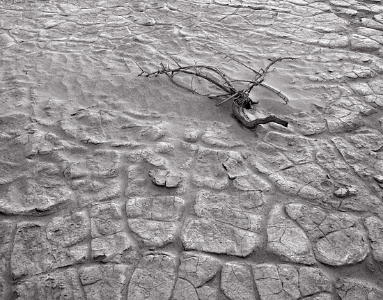 Branch-and-Mud-Patterns
