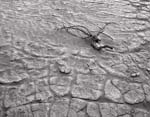 Branch-and-Mud-Patterns