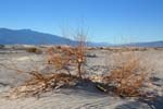 Mesquite-Bush-and-Sand-Dunes