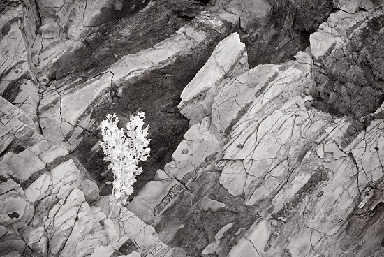 Death-Valley-Desert-Holly-and-Rock-Forms-copy